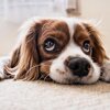 犬がご飯を食べない理由とは？その原因と対処法についてご紹介します！