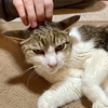 猫の出番です！！