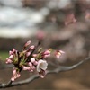 【お花見】代々木公園 開花状況 (2018/3/23) 〜場所取り時間のポイント