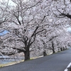 上賀茂神社から半木の道にかけて賀茂川沿いの桜のトンネルが見事です。(Kyoto,Kamigamojinjya,Nakaraginomichi)