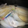 エギング釣果報告〜三重県南部エリア