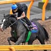 【オールカマー追い切り調教】 ゴールドアクター栄光取り戻す！精神面に課題残すも… 「競馬レース結果ハイライト」2016年≪競馬場の達人,競馬予想≫