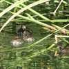 3組目のカイツブリ夫婦にも赤ちゃん