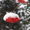 ナナカマドに雪