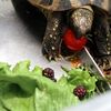 ヒガシヘルマンリクガメ～今日のおやつは？