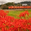 紅