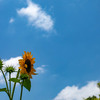 夏の様な青空と雲を撮りに行きました