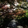 紅葉の龍福寺参道