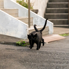 志摩諸島のねこさん