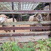 バイクで訪園館：道の駅 丹後王国 食のみやこ「小さな動物園」