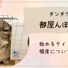 チンチラの部屋んぽ時間はどれくらい？始めるタイミングや注意点も解説