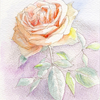 水彩画「花 A」