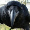 カラスの期待を裏切ってはならない