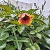 【草花】天人菊（てんにんぎく）