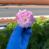 工房の行き帰りにゴミ拾い11日目　2025年の夏をどう生き延びるか