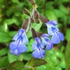 シナロアセージの青い花