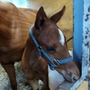 可愛い当歳馬たち