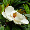 magnolia in the rain