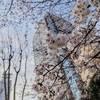 日本人は桜好き🌸