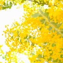 あかりの森's blog