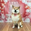 ★こなつちゃん★