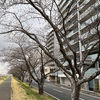 水戸の桜開花状況（3/29）