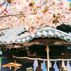 2023年春…桜_鳴門市内お約束スポット