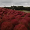 ひたちなか　国営ひたち海浜公園