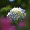 初夏の紫陽花を撮る。