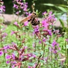 花にしがみつくアシナガバチ〈0917〉