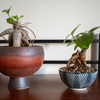 ブックオフで格安で購入した陶器に穴を空けて植木鉢にしてみたぞ！