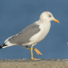 ツルの国へ鳥を見に行った日記。（２０２５　０１１８－１９）その２。