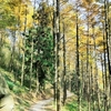 【浙江省】莫干山トレッキングツアー~竹林と紅葉を楽しめる秋の山道散策