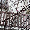 運気低下中？　梅ほころぶ