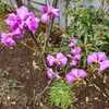ピンク色の花　玄海ツツジ・ドウダンツツジ・ヒマラヤユキノシタ