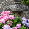 紫陽花
