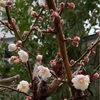 雨しとしと白き梅の花ぽつぽつ（あ）