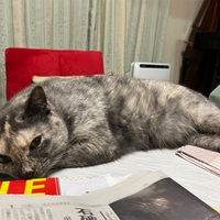 仕事が一段落、猫とたわむる
