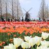 絶景！チューリップの花畑「あけぼの山農業公園」2025年開花状況（千葉県柏市）