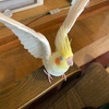 年頃のオカメ【オカメインコ「こまち」】