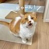 秋の換毛期到来？