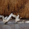 白鳥の飛び立ち、そして着水