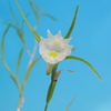 Dendrobium linearifolium