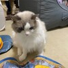 ふくちゃん、本棚を探検。猫用通路をはじめて通りました。