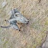 エリザベスカラー終了のお知らせ