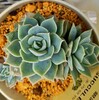 🌵多肉植物    渋い名前のエケベリア・銀武源  他🌵
