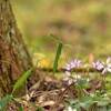 春のわち山野草の森2019(4)