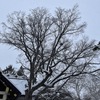 今年の札幌の年始は雪ばかり　今月の灯油代が気になります