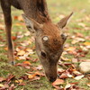 20121124 奈良公園の鹿 その1