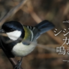 「記者サロン×耕論　小鳥博士に聞く　鳥は言葉を使えるってホント？」を視鳥して。鈴木俊貴先生の興味深い動物言語学のおはなし